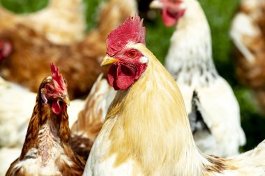 tavuk syon açık havada yaşayan