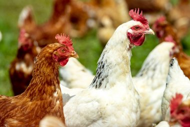 tavuk syon açık havada yaşayan