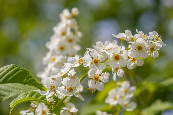 Floração Lilás Branco Primavera — Fotografia de Stock