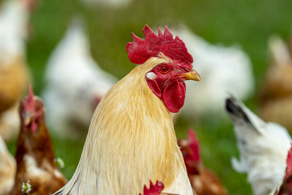 free living chicken on farmland