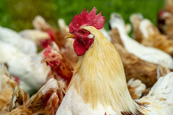 Pollo Vivo Gratis Tierras Cultivo — Foto de Stock