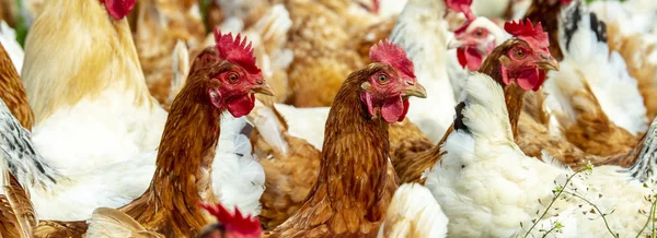 Pollo Vivo Gratis Tierras Cultivo —  Fotos de Stock