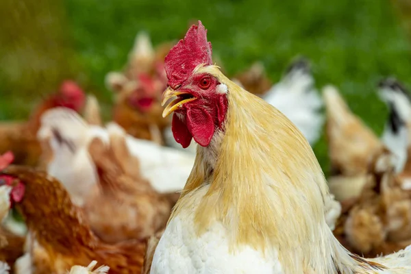 Pollo Vivo Gratis Tierras Cultivo — Foto de Stock