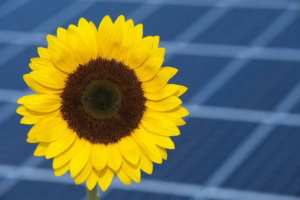 Paneles Solares Para Energías Renovables Con Girasol Simbólico —  Fotos de Stock