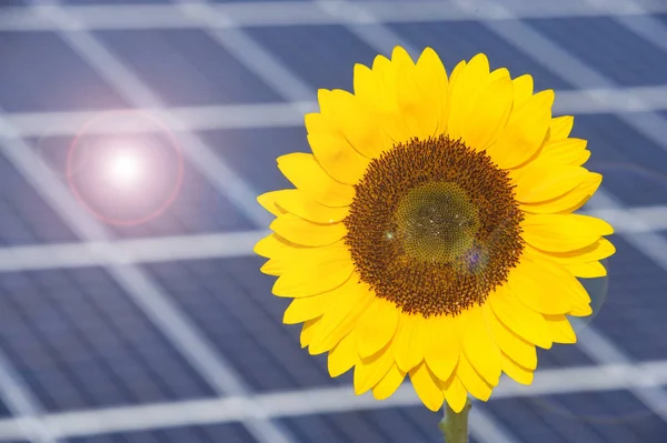 象徴的なヒマワリを用く再生可能エネルギー用ソーラーパネル — ストック写真