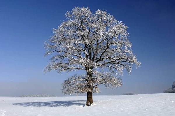 Único grande carvalho no inverno — Fotografia de Stock