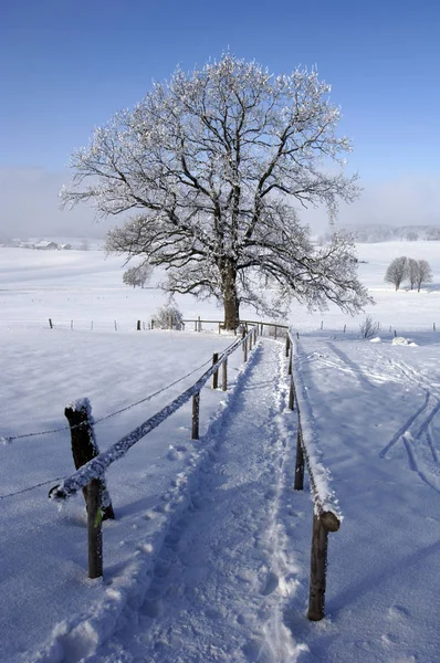 Einzelne große Eiche im Winter — Stockfoto