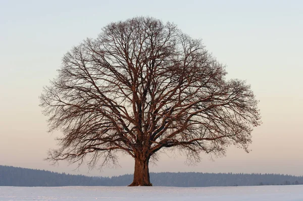 Única grande tília árvore no inverno — Fotografia de Stock