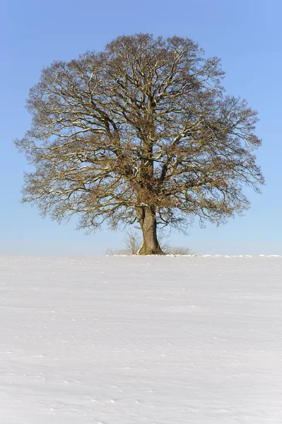 Один большой дуб зимой — стоковое фото