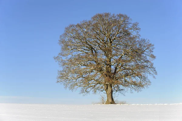 Enda stor ek på vintern — Stockfoto