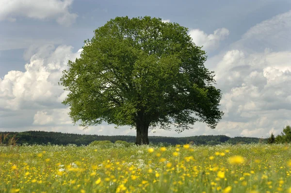 Single linden tree in meadow at spring — Stock Photo, Image