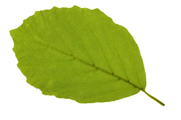 Leaf Beech Tree Isolated — Stock Photo, Image