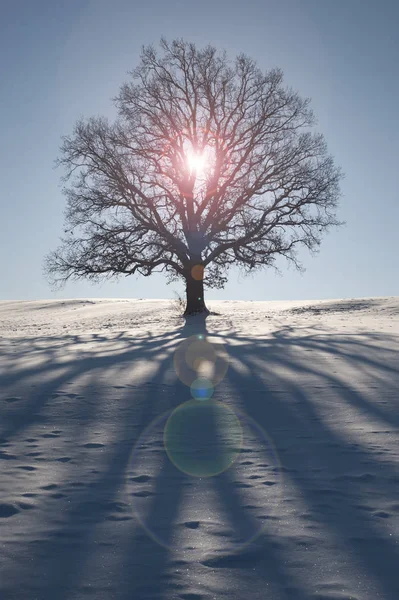 Dokonalý Jednobukový Strom Louce Zimě — Stock fotografie