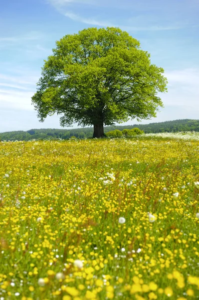 春天在草地上的单林登树 — 图库照片