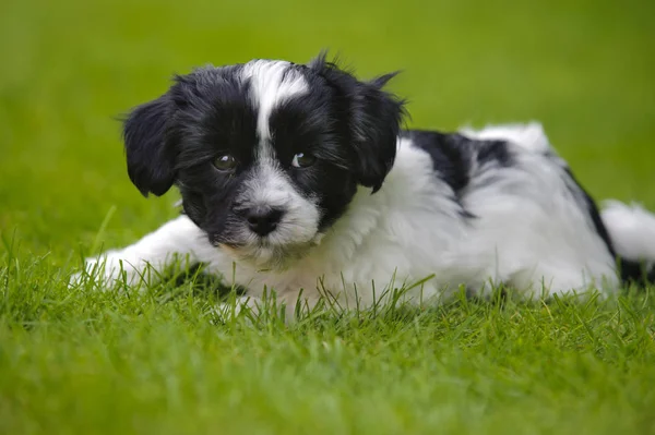 Junger Welpe Hund Havanese Liegt Gras — Stockfoto
