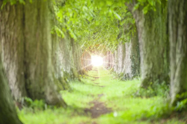 Allee Mit Sonne Und Fußweg — Stockfoto