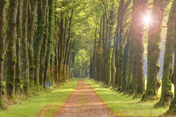 Wysadzanej Drzewami Alei Słońcem Chodnik — Zdjęcie stockowe