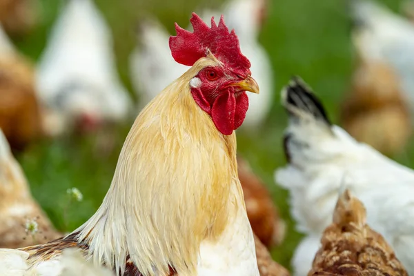 Pollo vivo gratis en tierras de cultivo — Foto de Stock