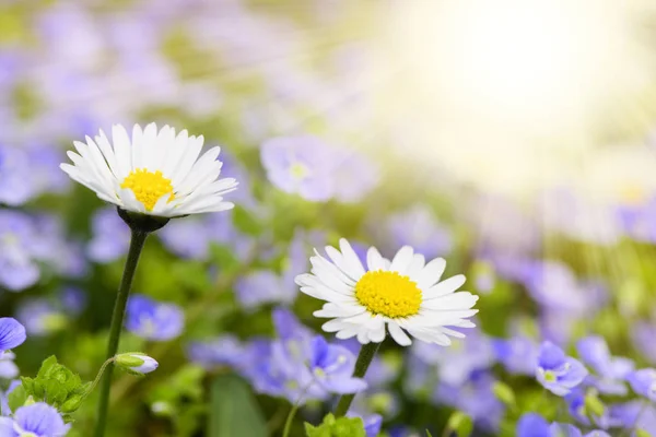 Lit Fleurs Panoramique Avec Marguerite Rayons Soleil — Photo