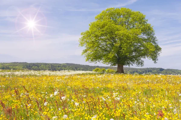 Einzelne Linde im Frühling auf der Wiese — Stockfoto