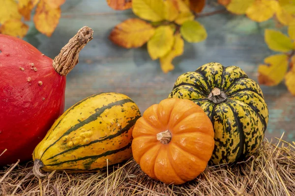 Decoração de outono com abóbora e folhas — Fotografia de Stock