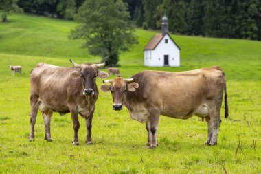 Bavyera çayırda sığır, Almanya