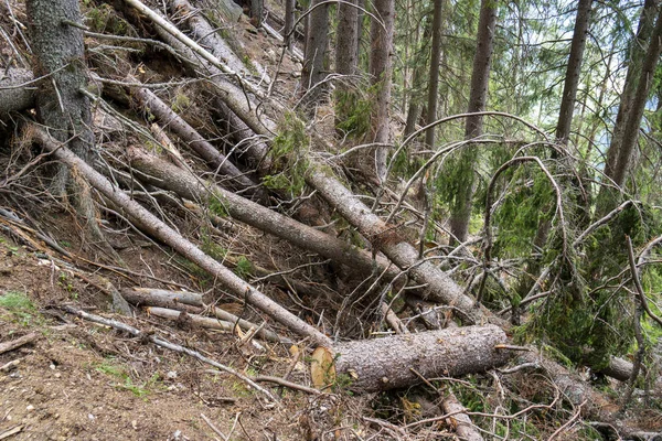 Zerstörung Von Wald Nach Lawine — Stockfoto