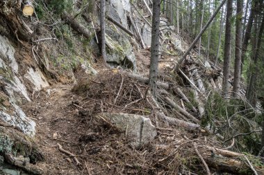 Ormanda bir çığ tarafından tahrip edildi.