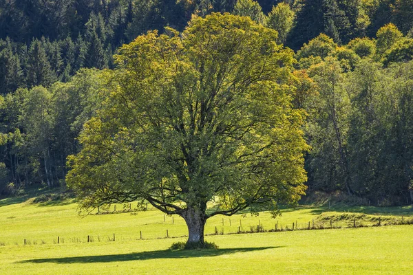 Красиве Кленове Дерево Лузі — стокове фото