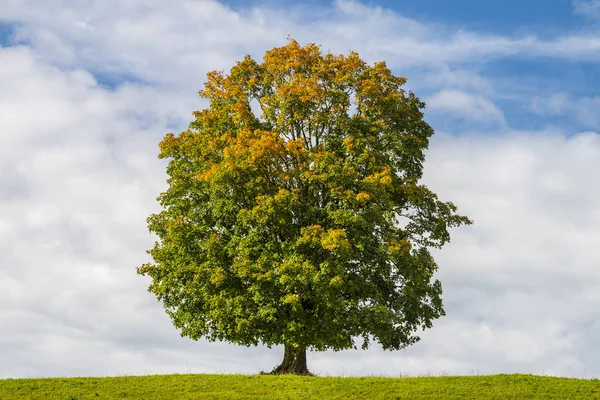 Singel Beautiful Maple Tree Meadow — Stock Photo, Image