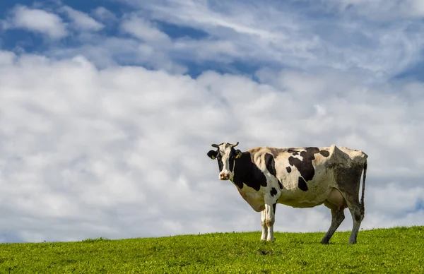 Retrato Una Sola Vaca Prado — Foto de Stock