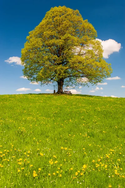 Одне Велике Липове Дерево Лузі Навесні — стокове фото