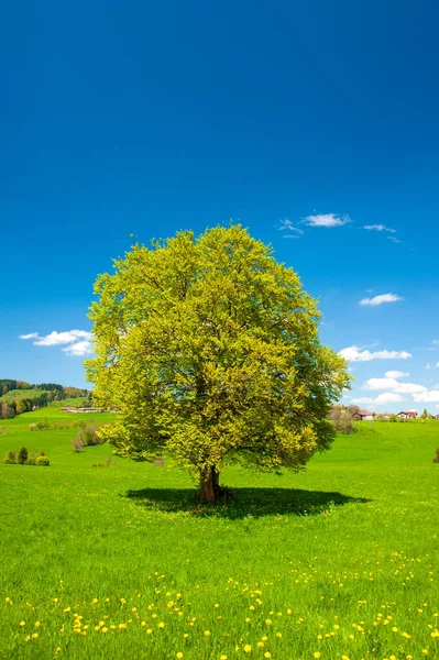 Único Grande Faia Árvore Primavera Prado — Fotografia de Stock