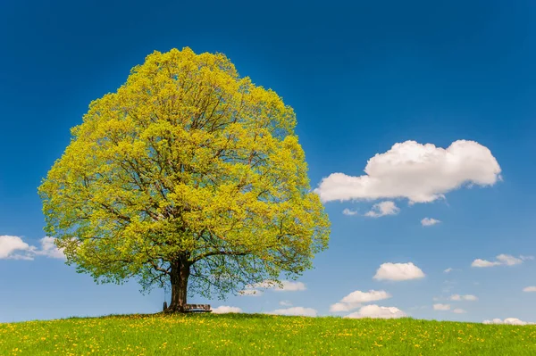 Árvore Lima Velha Grande Com Árvore Perfeita Primavera — Fotografia de Stock