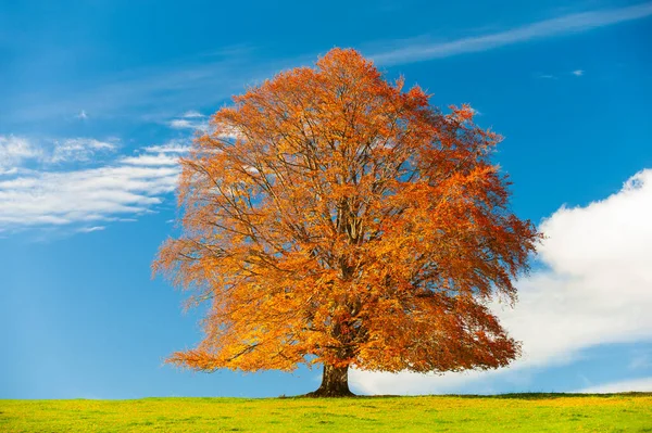 Sonbaharda Çayırda Tek Bir Büyük Kayın Ağacı — Stok fotoğraf