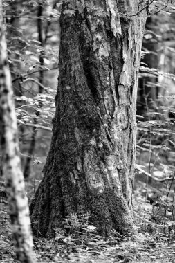 Eski bükülmüş ağaç moss ile siyah ve beyaz örtülü