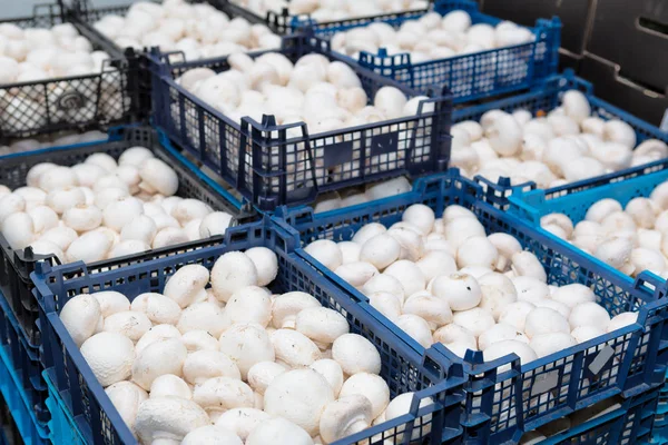 Load Fresh Champignon Mushroom Blue Baskets Market — Stock Photo, Image