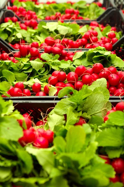 市场上一捆红萝卜和篮子里的绿叶 — 图库照片