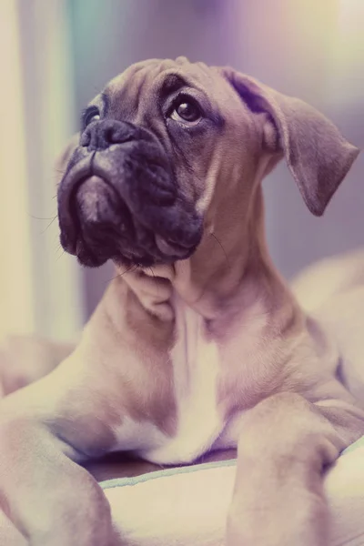 Retrato de un cachorro perro alemán boxeador — Foto de Stock