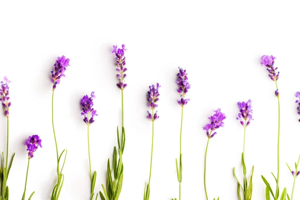 The lavender flowers isolated on white background.