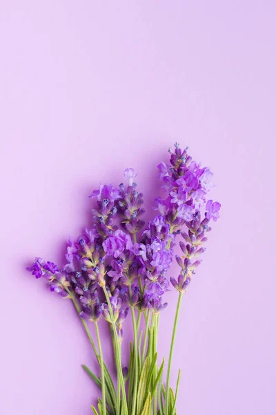 Die Lavendelblüten Auf Buntem Hintergrund — Stockfoto