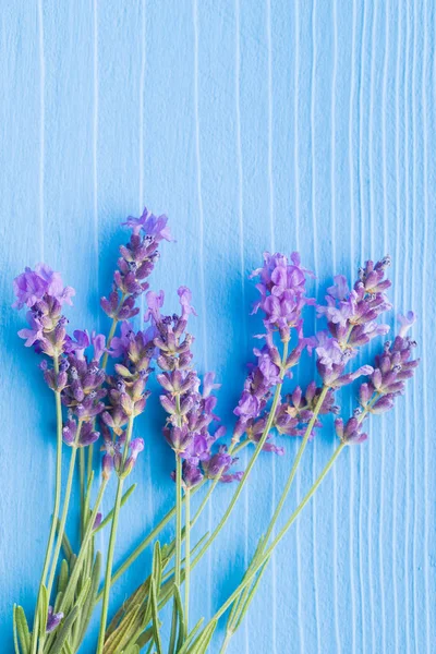 Kwiaty Lawendy Niebieskim Tle — Zdjęcie stockowe