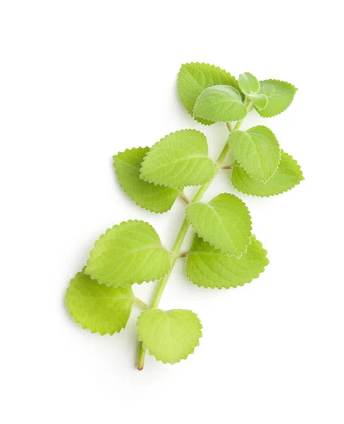 Plectranthus Argentatus Izolovaných Bílém Pozadí Stříbrný Spurflower — Stock fotografie