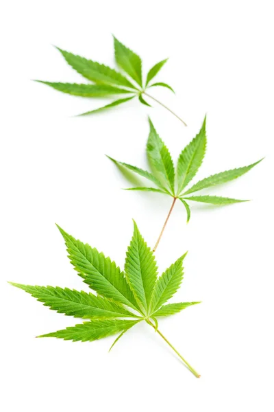 Groene Cannabisbladeren Geïsoleerd Witte Achtergrond — Stockfoto