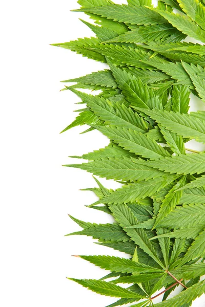 Folhas Cannabis Verde Isoladas Fundo Branco — Fotografia de Stock