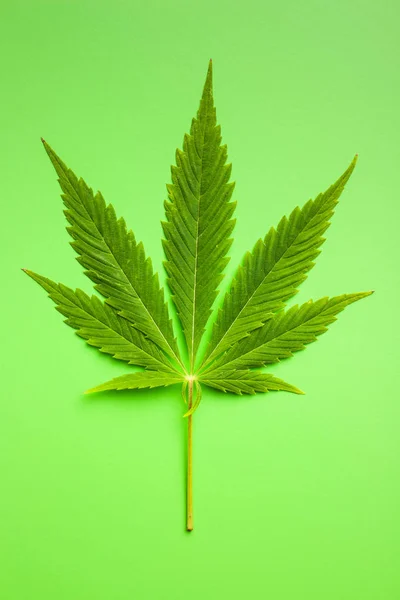 Groen Cannabisblad Groene Achtergrond — Stockfoto