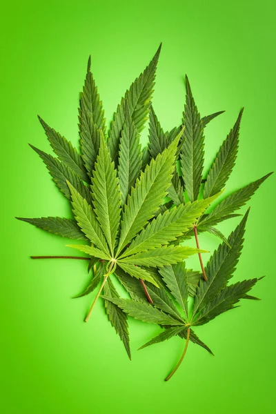 Groene Cannabis Bladeren Groene Achtergrond — Stockfoto