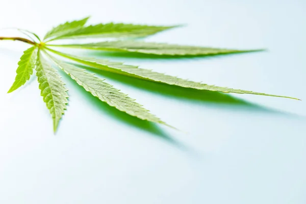 Gröna Cannabis Leaf Blå Bakgrund — Stockfoto