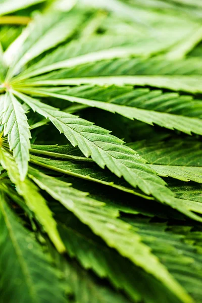 Gröna Cannabis Lämnar Närbild Skott — Stockfoto