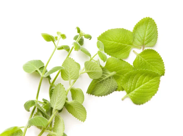 Plectranthus Argentatus Izolovaných Bílém Pozadí Stříbrný Spurflower — Stock fotografie